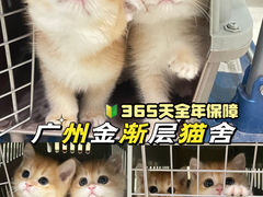 -lincat·猫舍(广州店)