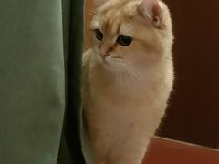 -欣宠猫屋·矮脚拿破仑·蓝金金渐层