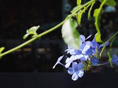 -街角 T·COFFEE 融合料理·BISTRO(车公庙店)