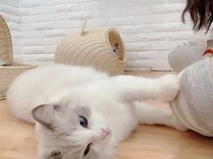 -momokira米努特·德文卷毛猫·棉花面纱犬