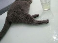 -喵的天空名猫咖啡馆·撸猫·猫舍·用品