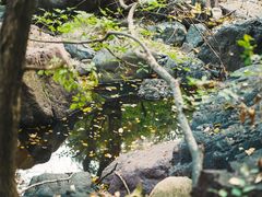 -云岫谷游猎自然风景区