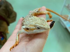 -藦茜花园宠物主题亲子互动体验馆(国顺东路店)