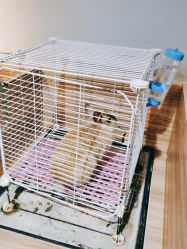-Moni星球萌宠·小马宝莉·灵蛇·高端高阶全萌宠互动体验俱乐部(红豆国际广场店)