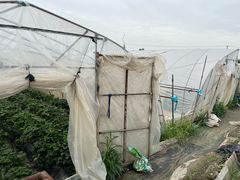 -小鱼草莓采摘园农家乐·小鱼餐厅