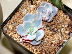 -秦美花卉(天朗·莱茵小城2期店)