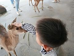 -鹿境梅花鹿生态园区