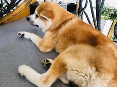 -喜柴咖啡·柴犬狗咖
