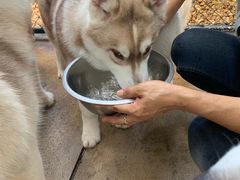 -TrueLove @ Neverland (Husky Cafe)