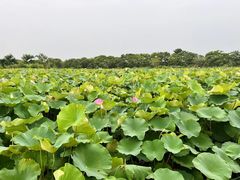 -梁鸿国家湿地公园
