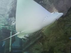 -悉尼海洋生物水族馆