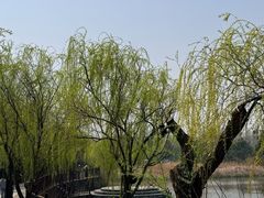 -日照海滨国家森林公园