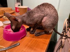 -猫小院猫主题餐厅(三里屯店)