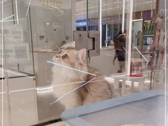 -babydoll猫舍·米努特·德文·缅因(久光中心店)