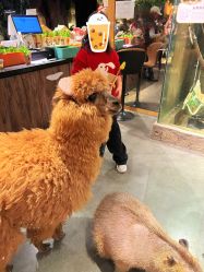 -造物庄园 萌宠纪(苏州湾歌林公园店)