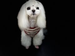 -鑫艺宠物美容培训学校