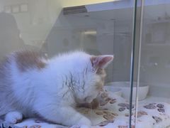 -小猫来了·猫舍(红山六九七九店)