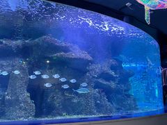 -沙沙哗啦海洋馆(华宇百花谷店)