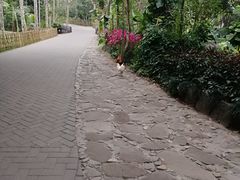 -呀诺达热带雨林