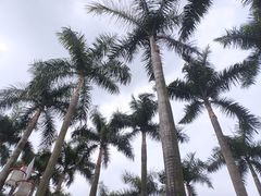 -顺峰山公园