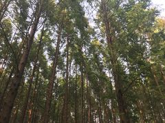 -黄海国家森林公园