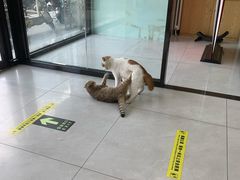 -中农大我爱我爱动物医院·核磁CT·猫病·24小时夜诊中心(石佛营店)