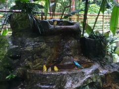 -新加坡飞禽公园