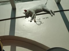 -飞行喵MR PILOT|猫舍·猫咖(静安大融城店)