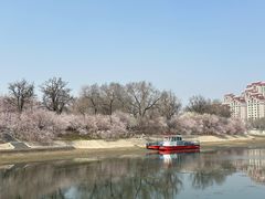 -桃花堤公园