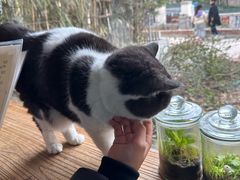 -海边的猫和咖啡馆