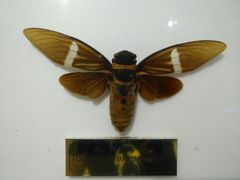 -上海昆虫博物馆