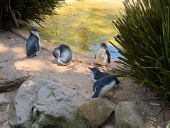 -费瑟代尔野生动物园