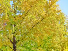 -三里屯东五街银杏大道