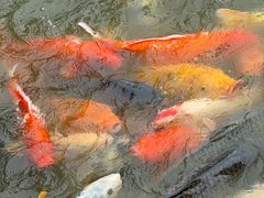 -珠海圆明新园