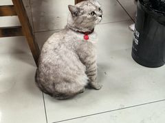-枫泾丁氏烧卖(枫丽路店)