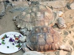 -上海大自然野生昆虫馆(东方明珠·爬宠昆虫探索中心)