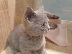 -BABIT巴比特宠物(MOMOPARK店)