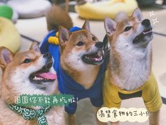 -逗柴咖啡屋·狗咖猫咖宠物桌游