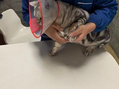 -美联众合宠物医院·爱萌分院·内外科·猫科中心