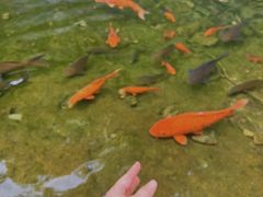-千岛湖东南湖区