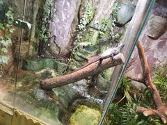 -上海大自然野生昆虫馆(东方明珠·爬宠昆虫探索中心)