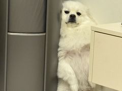 -天使宠物医院·犬猫分诊(彩虹店)