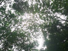 -黄埔油麻山森林公园