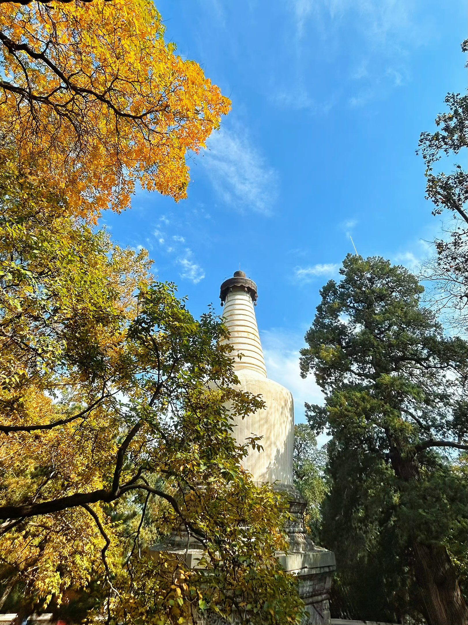 北京大觉寺银杏图片