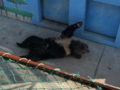 -青藏高原野生动物园