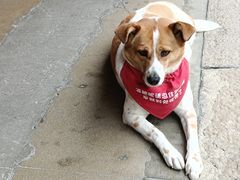 -龙华素斋(龙华路店)