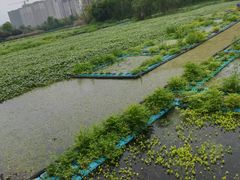 -洋湖国家湿地公园