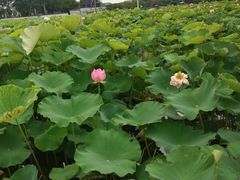 -嘉北郊野公园