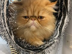 -Heymao猫咖.咖啡厅(东门店)
