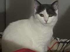 -美联众合动物医院(·中兽医·疑难杂症·严家桥分院)